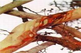 درخت عجيبي كه در عاشورا خون مي‌گريد! 